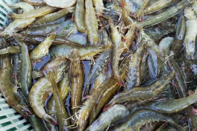 養(yǎng)蝦廢水怎么處理效果好？解決方案！-1